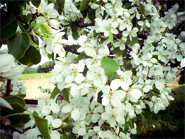 Flowering - Nastasya Melanich