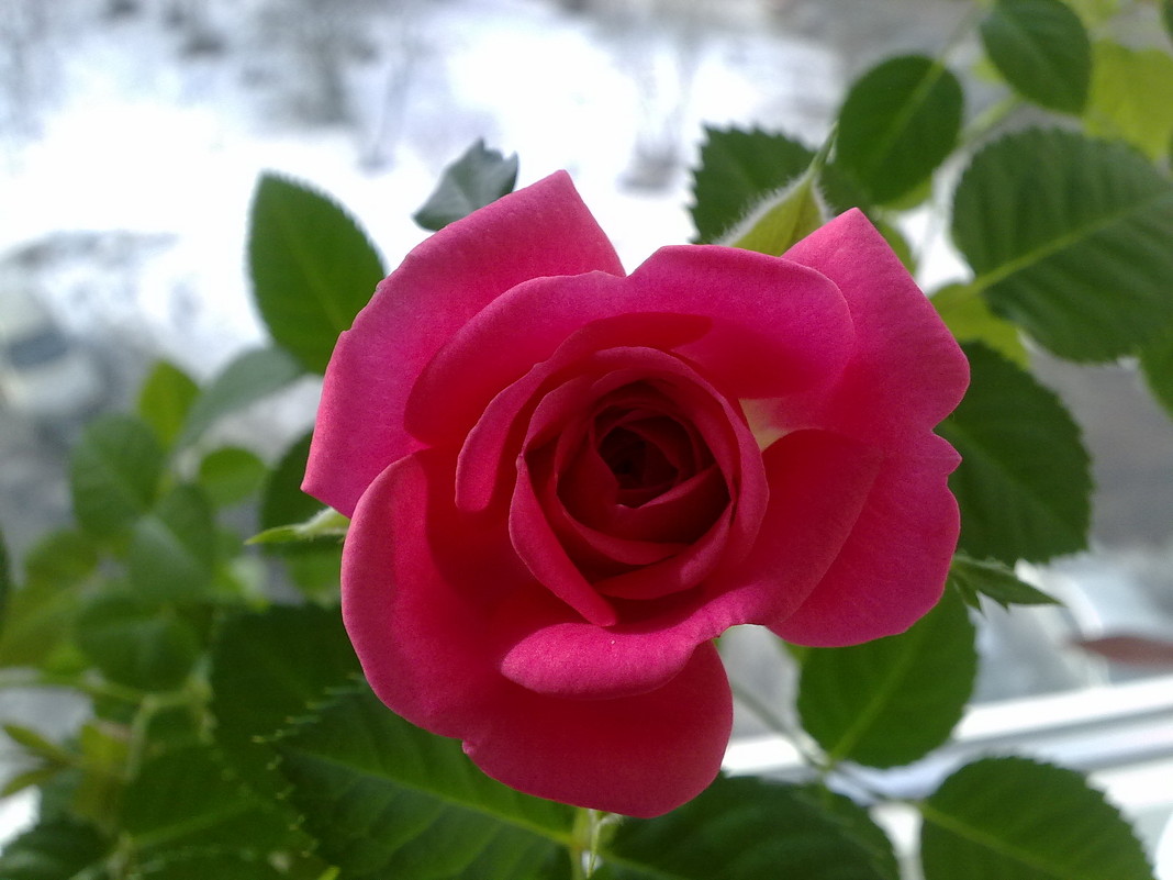 Розовая роза - Лёля Анурина