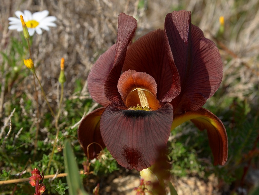 01.03.13 Пурпурный ирис (Iris atropurpurea אירוס הארגמן), Нес-Циона - Борис Ржевский