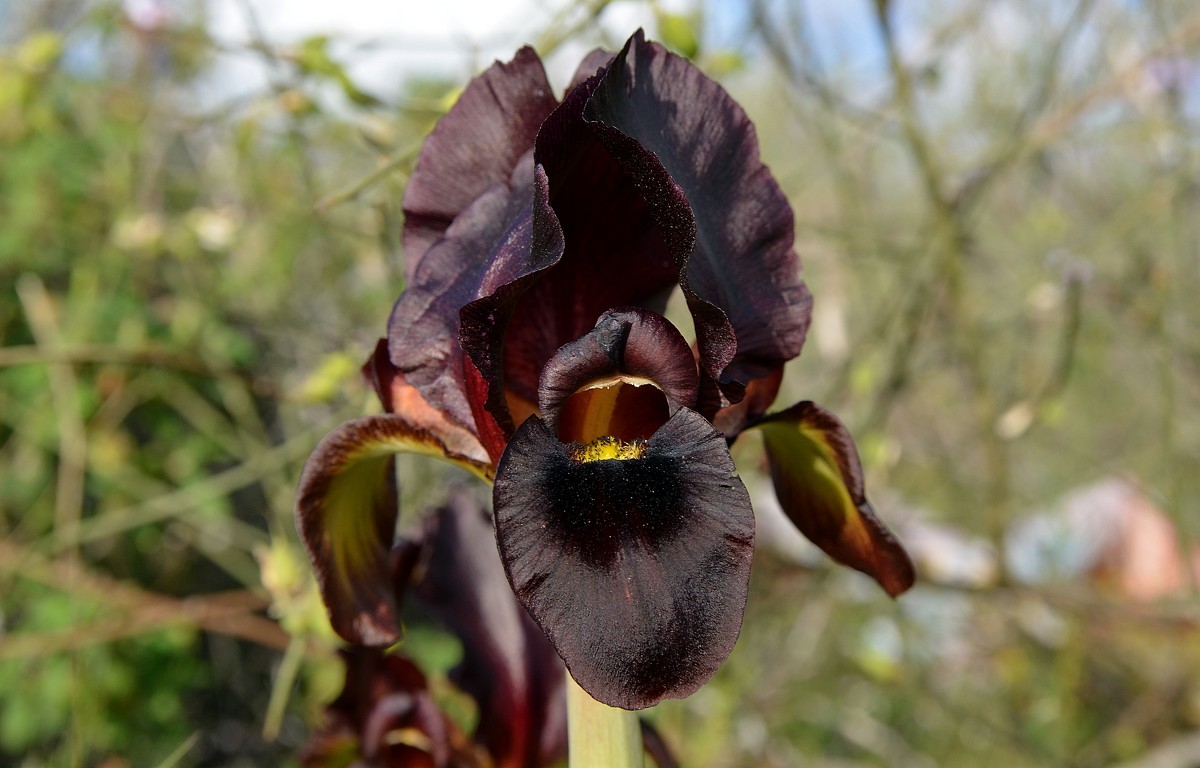 01.03.13 Пурпурный ирис (Iris atropurpurea אירוס הארגמן), Нес-Циона - Борис Ржевский