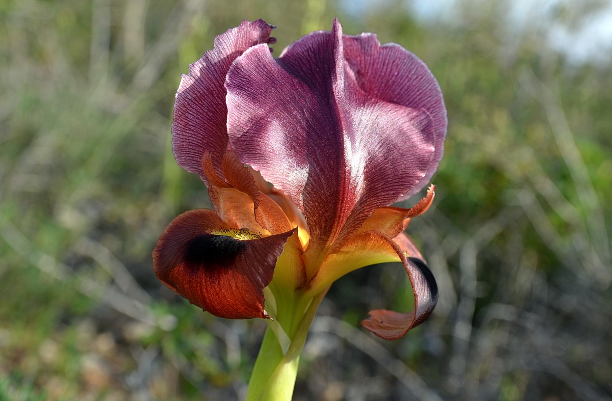 01.03.13 Пурпурный ирис (Iris atropurpurea אירוס הארגמן), Нес-Циона - Борис Ржевский