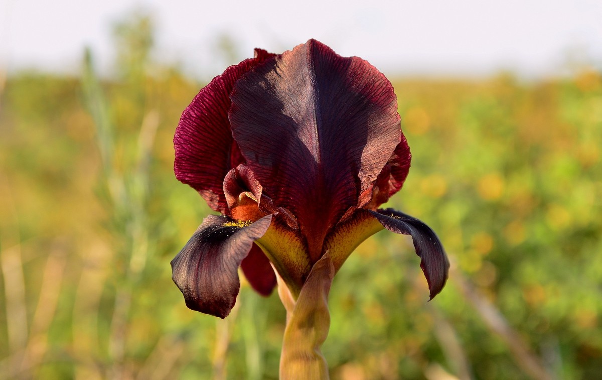 01.03.13 Пурпурный ирис (Iris atropurpurea אירוס הארגמן), Нес-Циона - Борис Ржевский