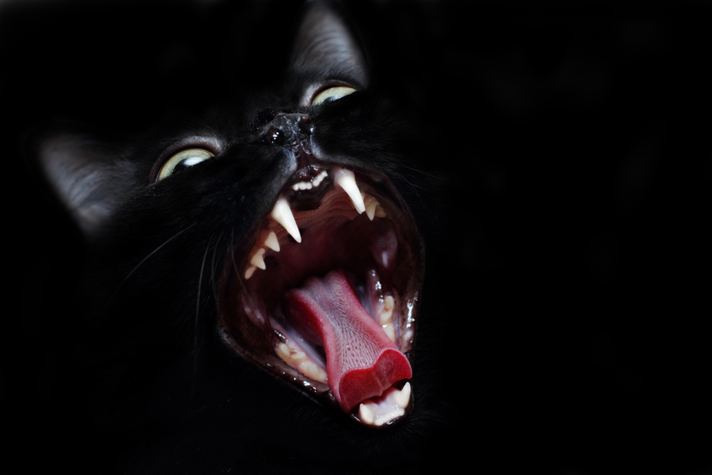 Черный кот - Катерина Кучер