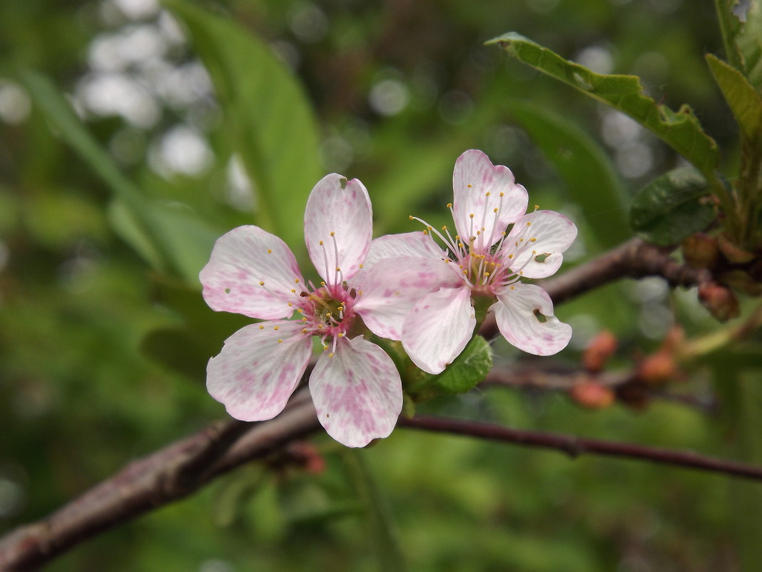 Цветы вишни - Наталья Батылина