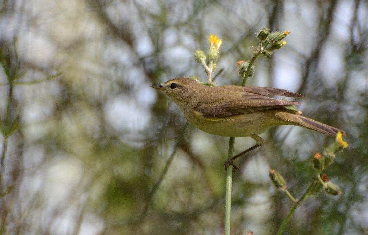 24.03.12 Пеночка.-теньковка ( Phylloscopus collybita ),  предположительно - Борис Ржевский