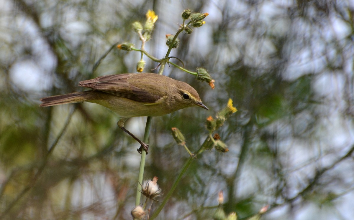 24.03.12 Пеночка.-теньковка ( Phylloscopus collybita ),  предположительно - Борис Ржевский