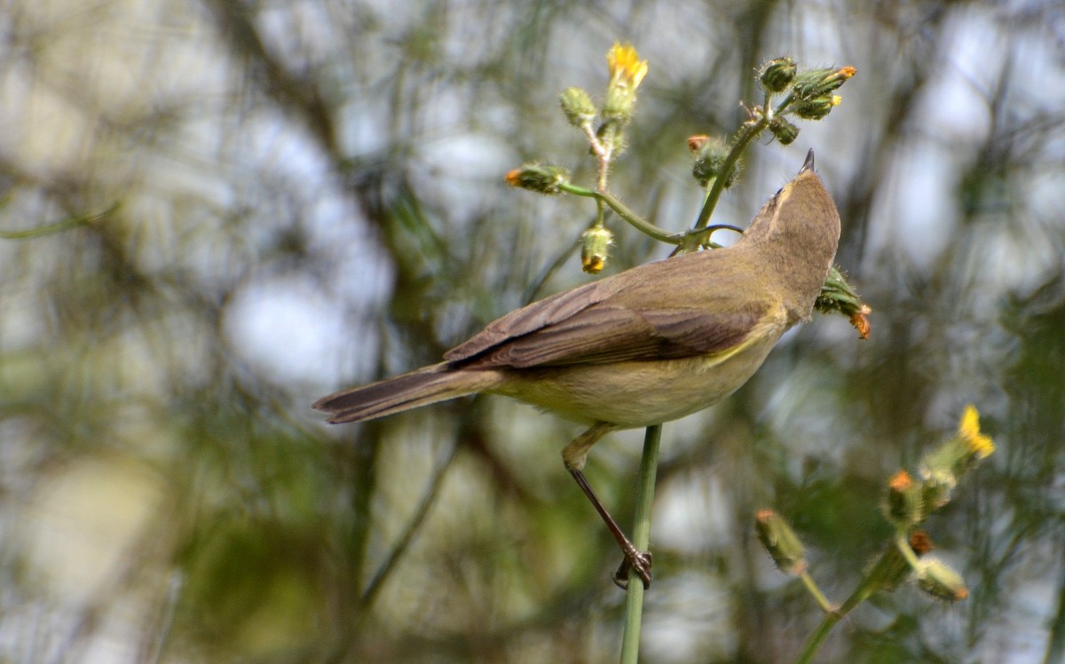 24.03.12 Пеночка.-теньковка ( Phylloscopus collybita ),  предположительно - Борис Ржевский