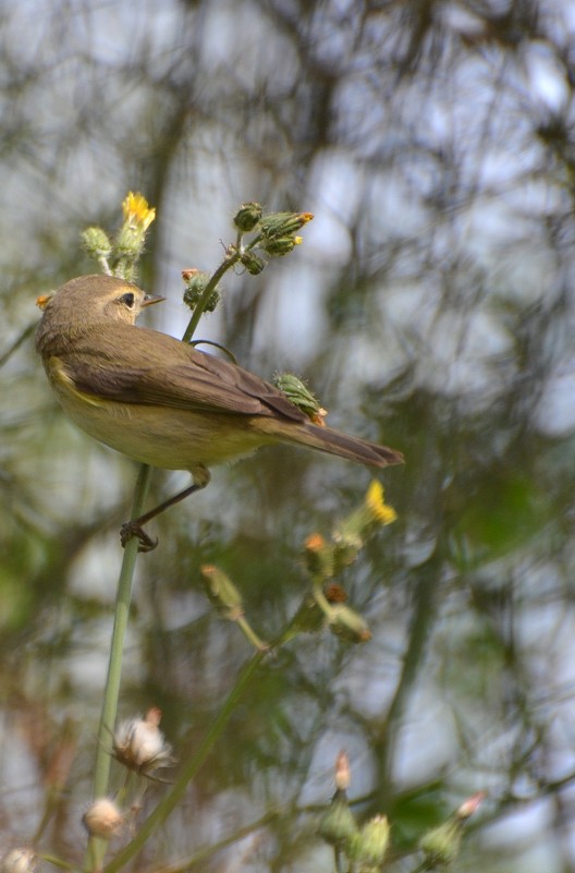 24.03.12 Пеночка.-теньковка ( Phylloscopus collybita ),  предположительно - Борис Ржевский