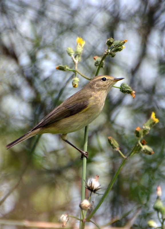 24.03.12 Пеночка.-теньковка ( Phylloscopus collybita ),  предположительно - Борис Ржевский