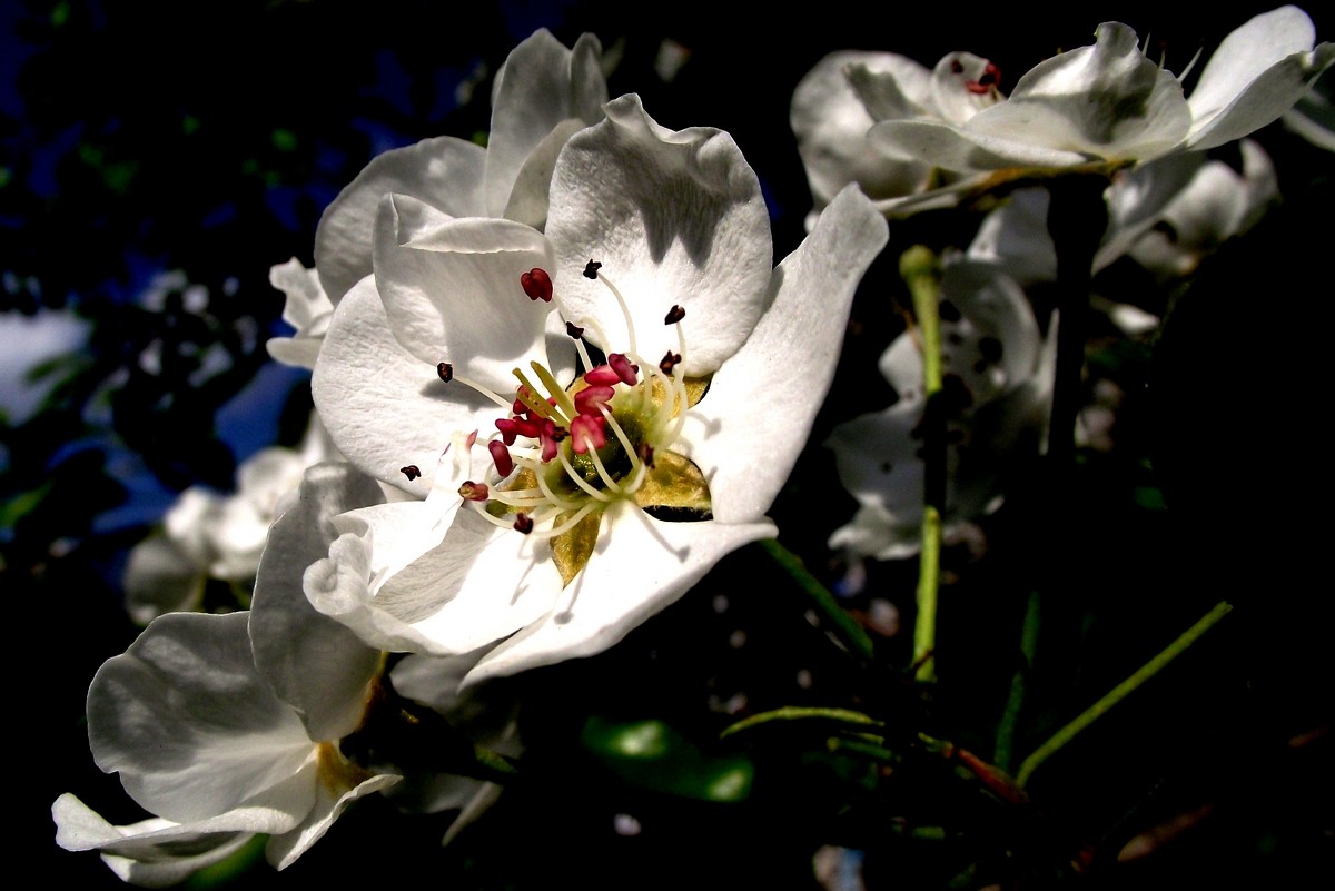 Яблоня в цвету - Анечка Вакуленко