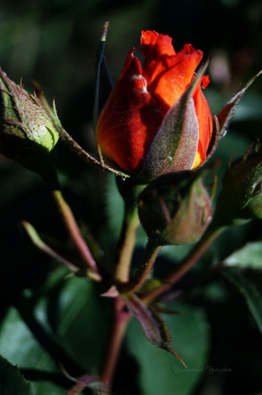 роза - юрий ярмонтович