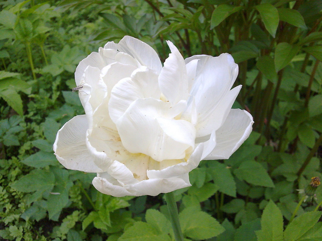 Пионовидный тюльпан - Наталия Павлова