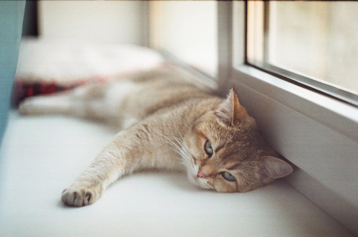 Усталая кошка - Екатерина Чалая