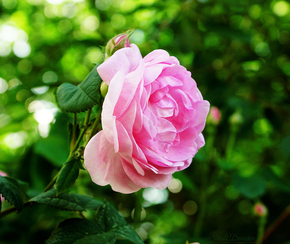 Весенние розы - Натали Деметер