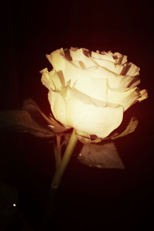 Белая роза. - Юлия Тарасенко
