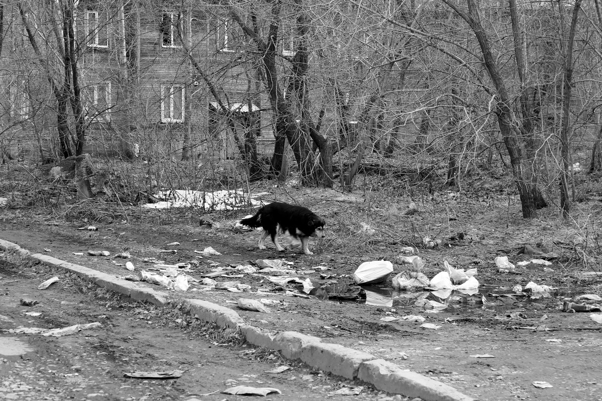 Собака в мусоре - Александр Мурзаев