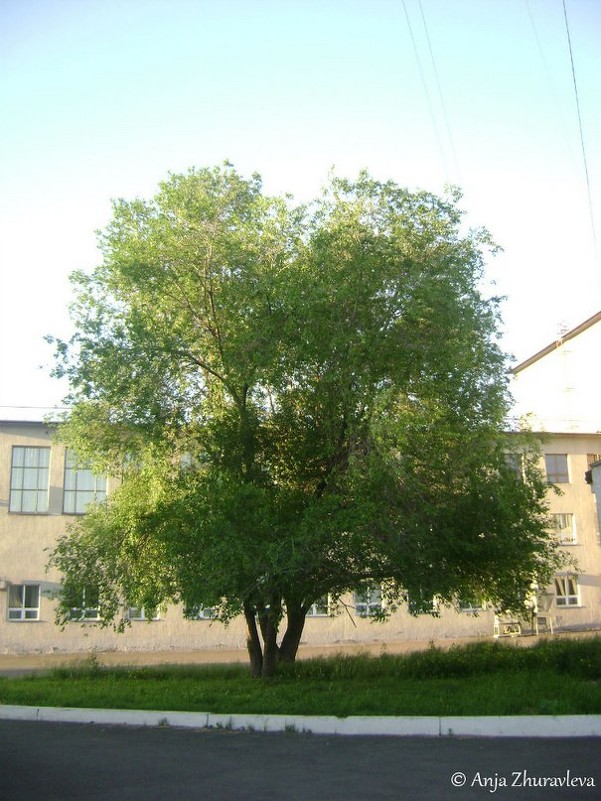 старинное дерево - Аня Журавлёва