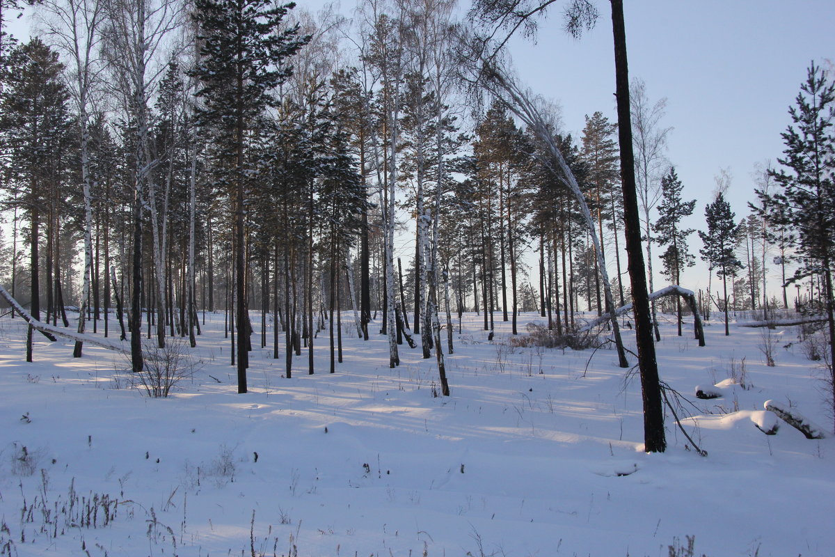 Снег:мой снег-января леденящая пена: - Андрей 