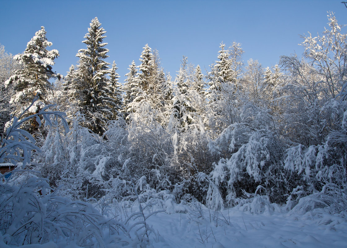 Зима в лесу - Татьяна Петранова