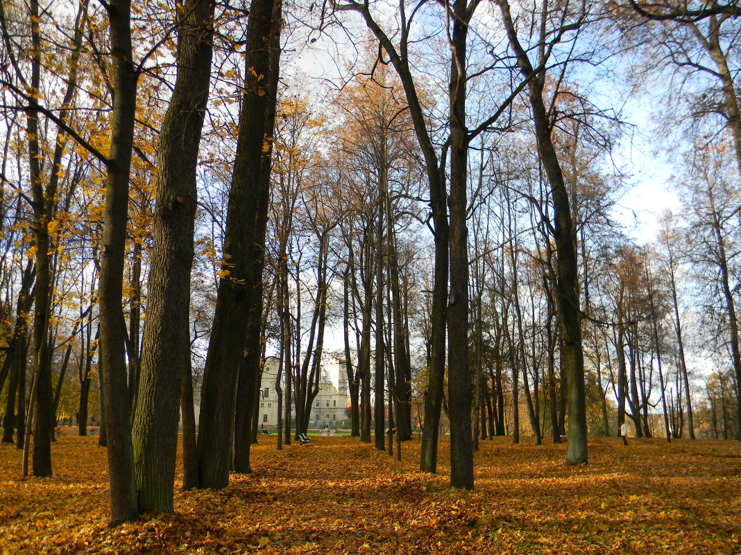 Осень в Гатчинском парке - Ирина Михайловна 