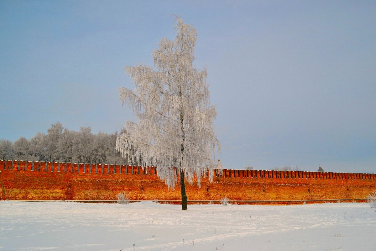 Одинокая берёза на фоне Крепостной стены - Милешкин Владимир Алексеевич 