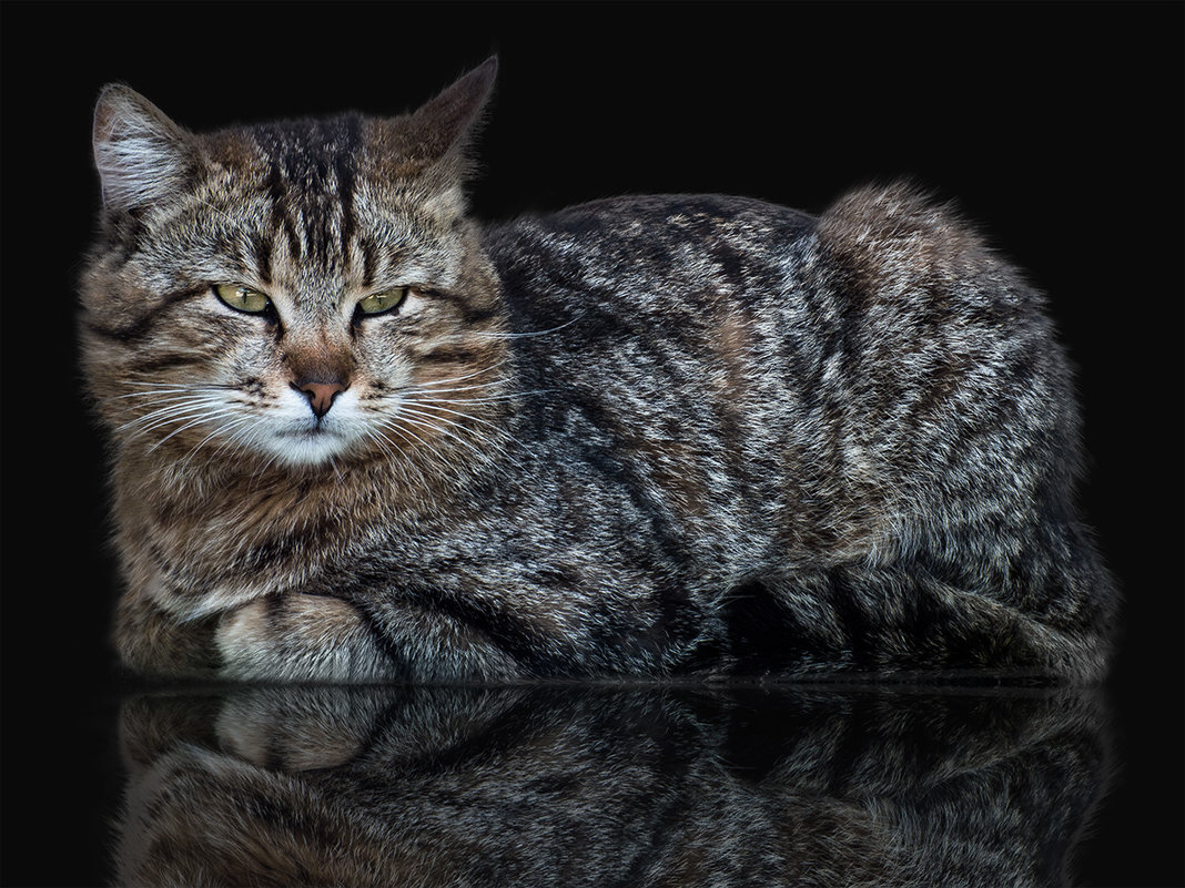 Кот на черном фоне с отражением. - Валерий Изотов