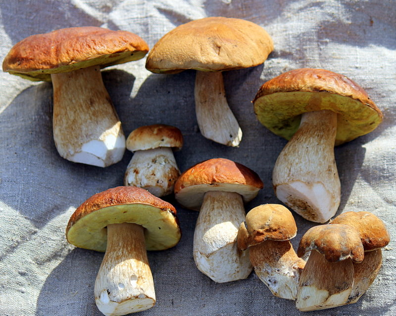 Белые грибы. - оля san-alondra