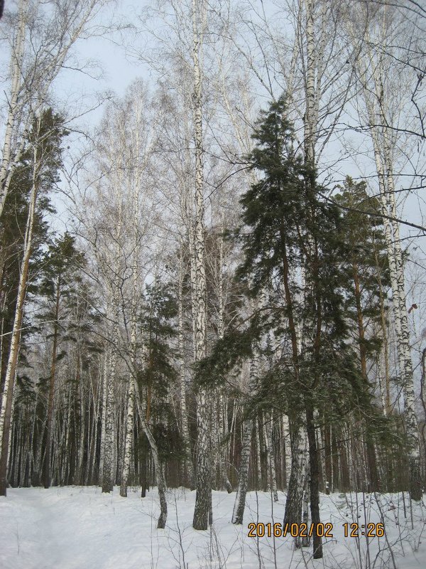 ..ЗИМА - ОКСАНА ЮРЬЕВНА ШВЕЦ