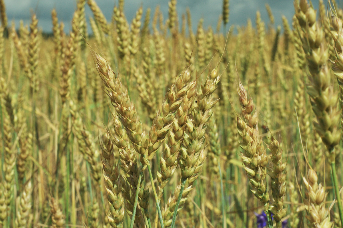 Пшеничное поле Wheat field - Юрий Воронов