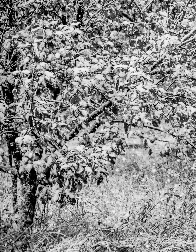 Яблони в снегу - Елена Бразис