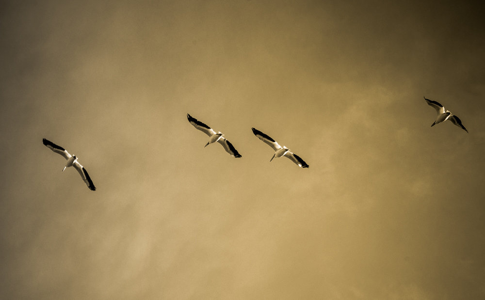Пеликаны летят - MVMarina 