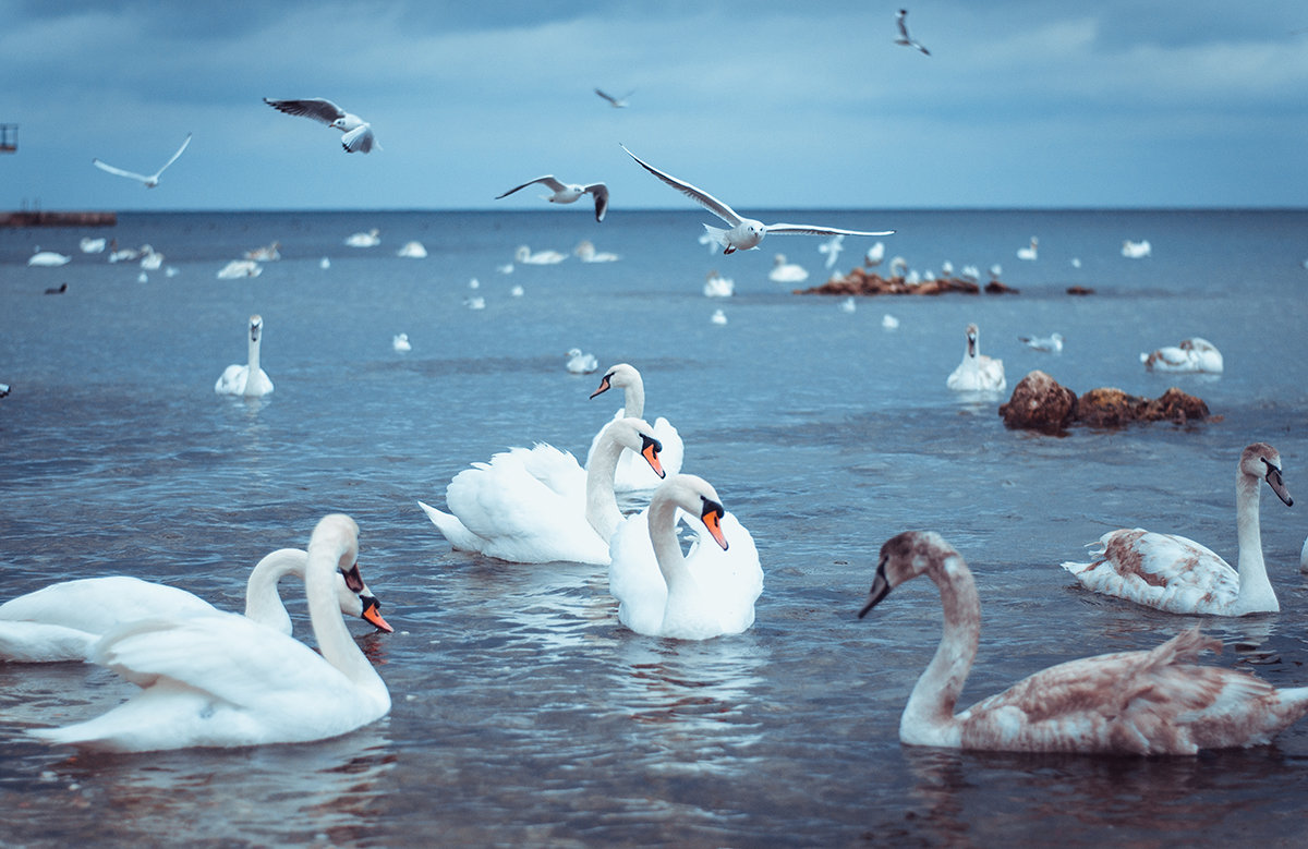 Белые птицы - Алёна Жила