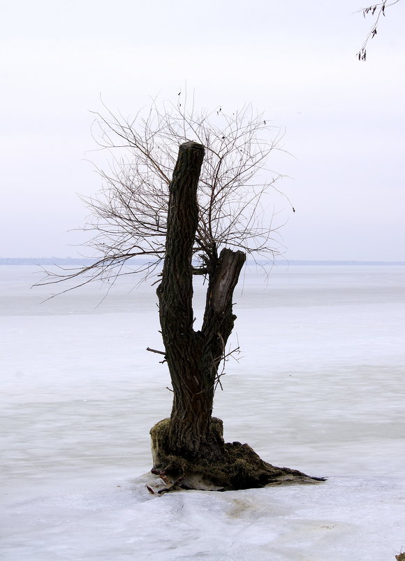 Дерево во льду - Алексей Климов