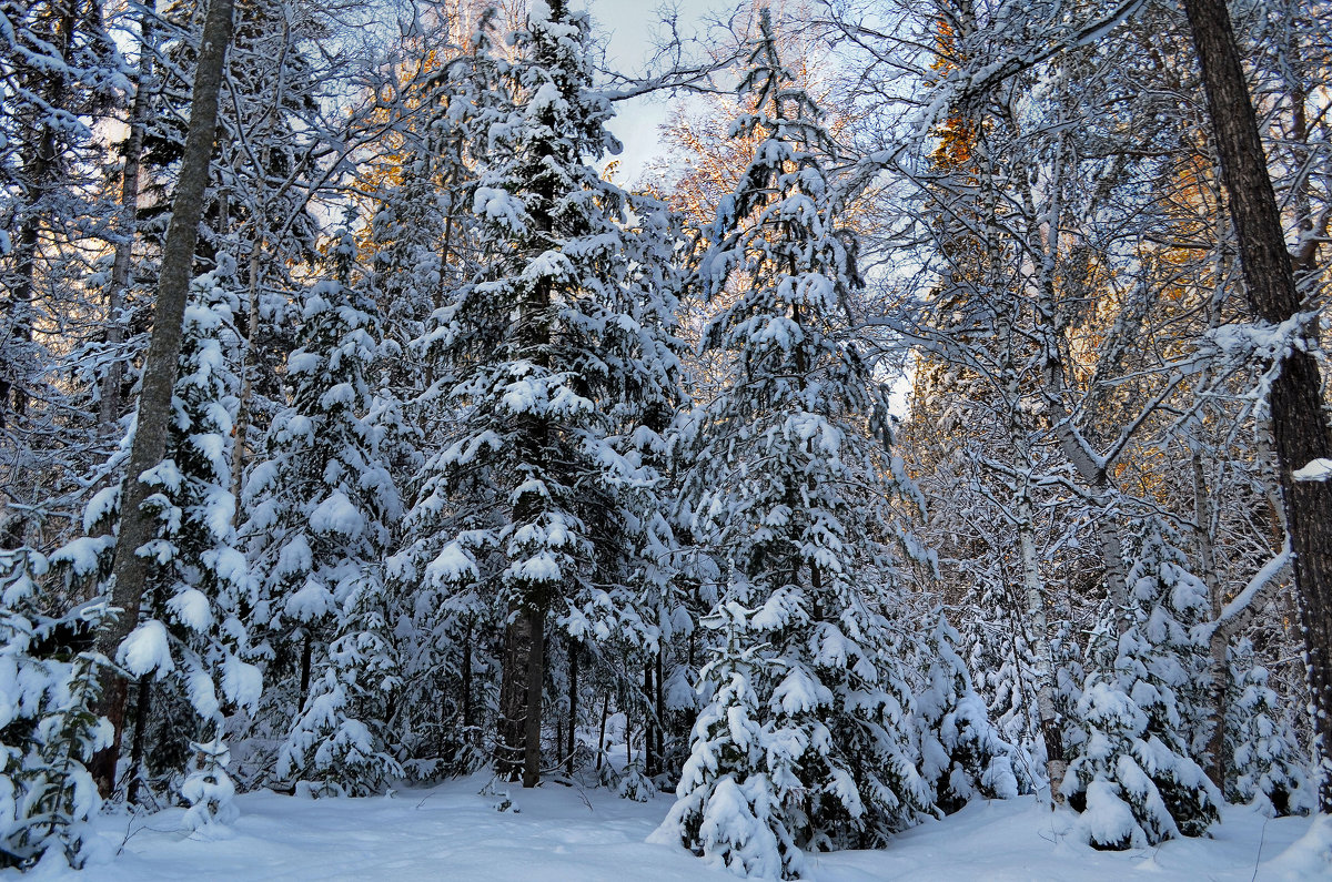 Зимний лес Хакасия