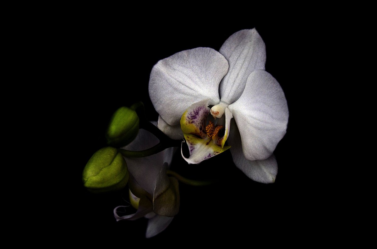 Белая Орхидея Фаленопсис - Вика К.