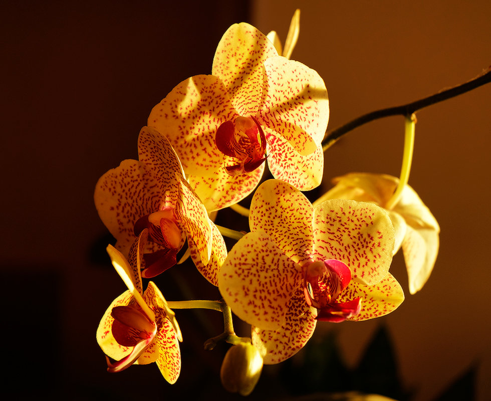 Веточка орхидеи в лучах солнца - Оксана Лада