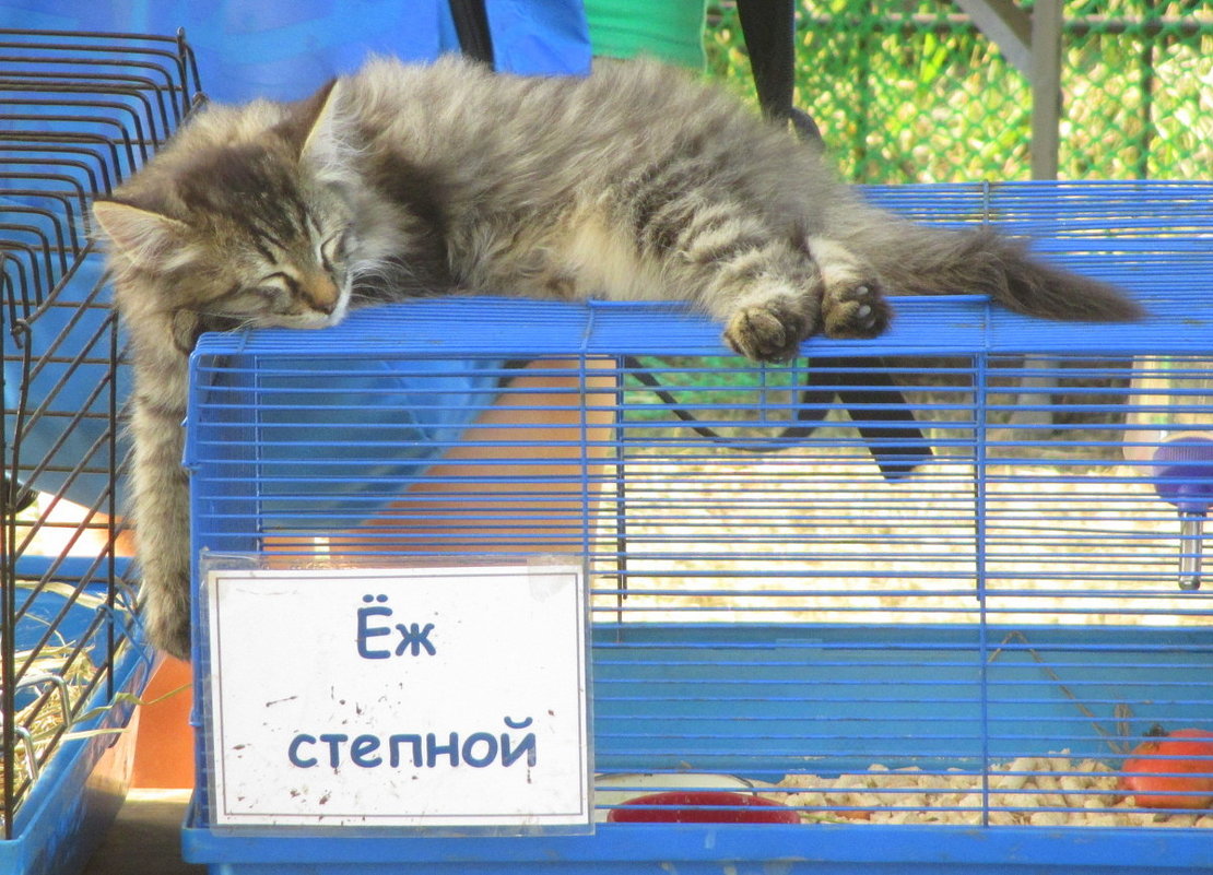 ЁЖкин кот - Елена Ярова