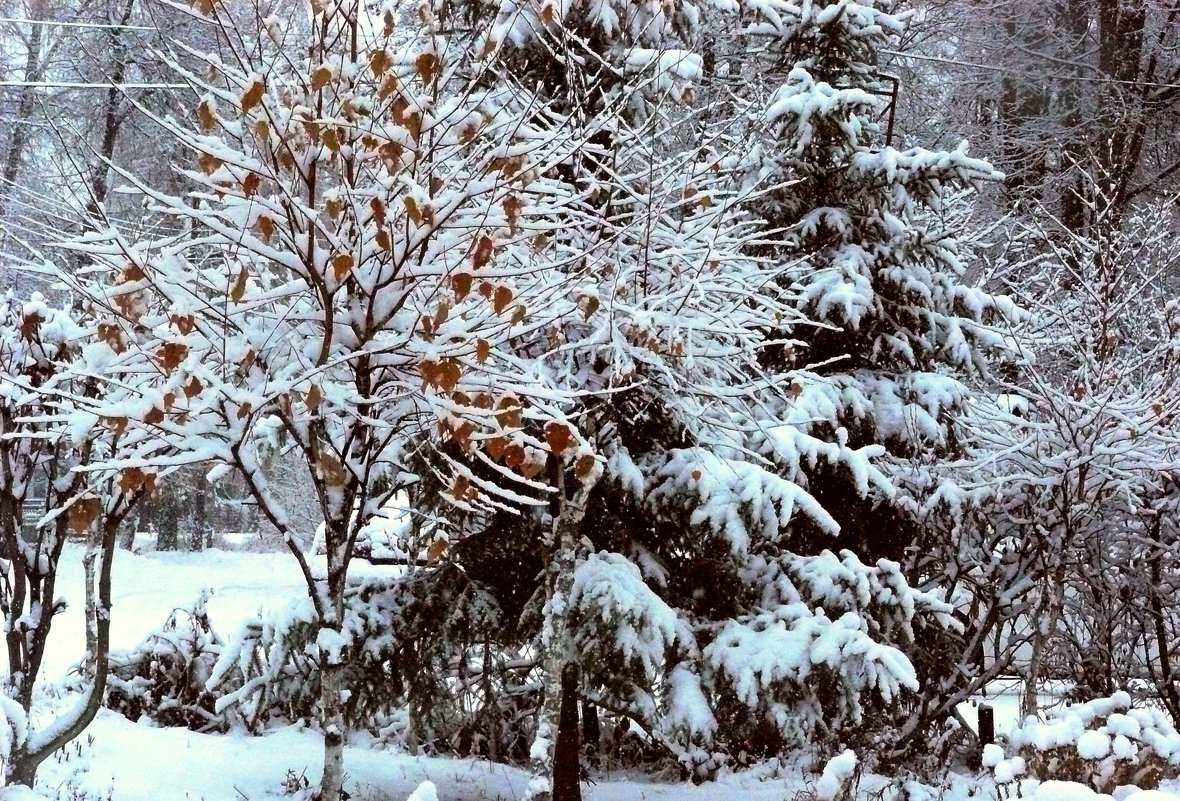 первый снег - Леонид Натапов
