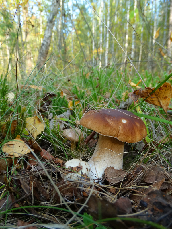 Белый гриб - Александра Жорова