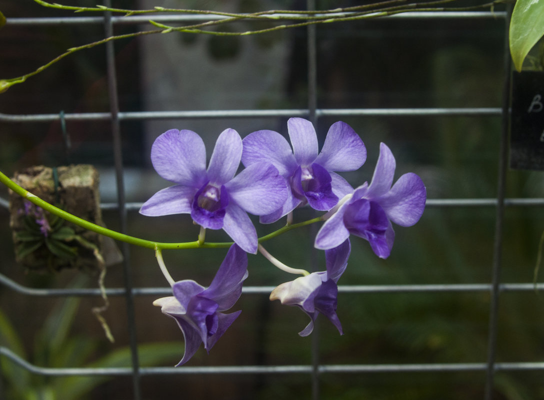 Орхидея - marmorozov Морозова