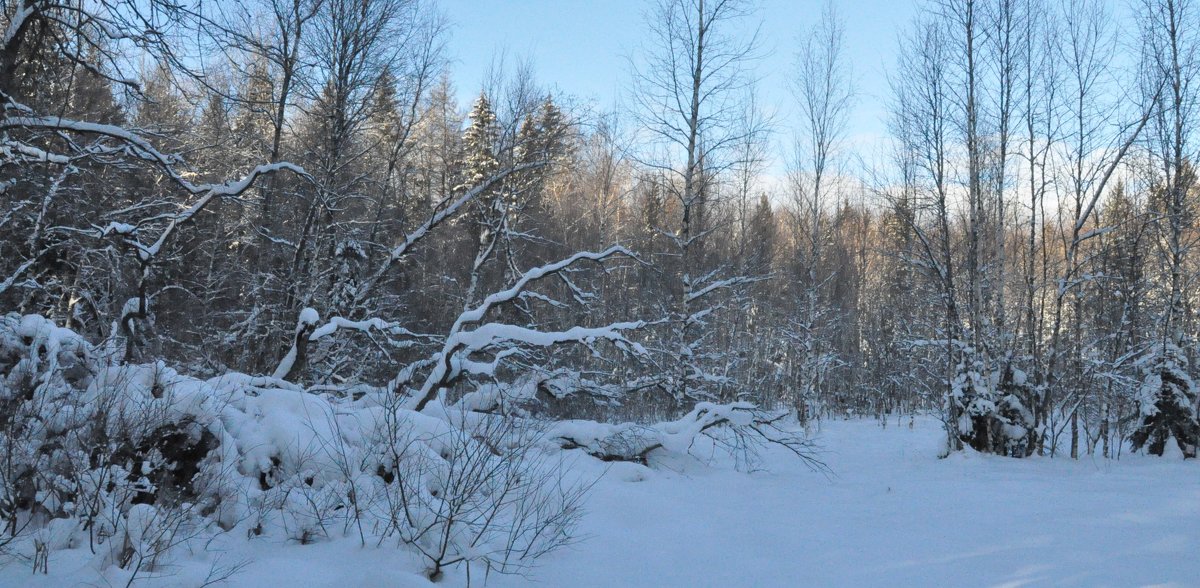 Лес - Ольга Евграфова