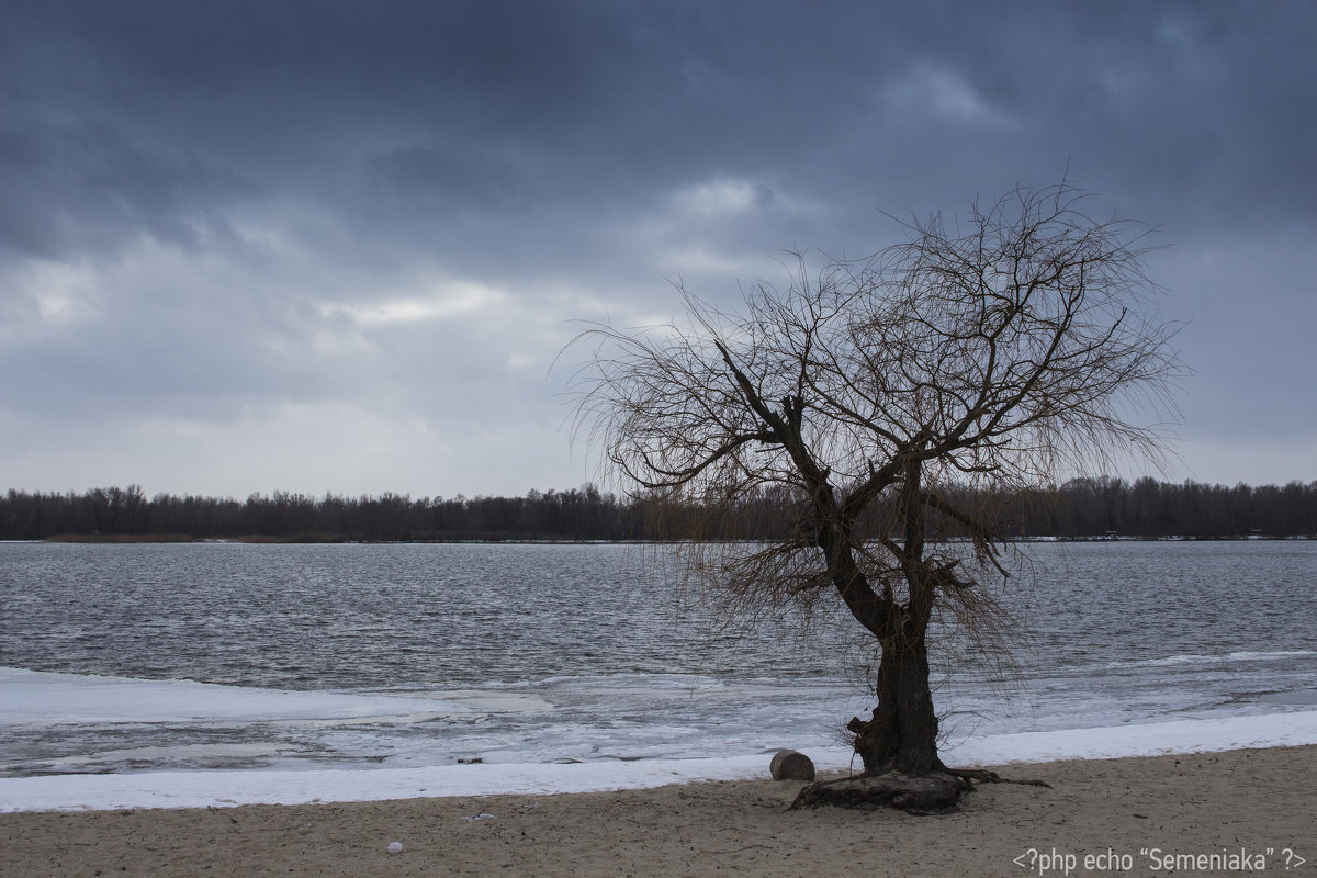 Одинокое дерево - Александр Семеняка