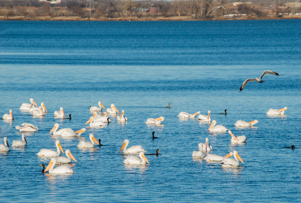 На местном озере зимуют пеликаны - MVMarina 