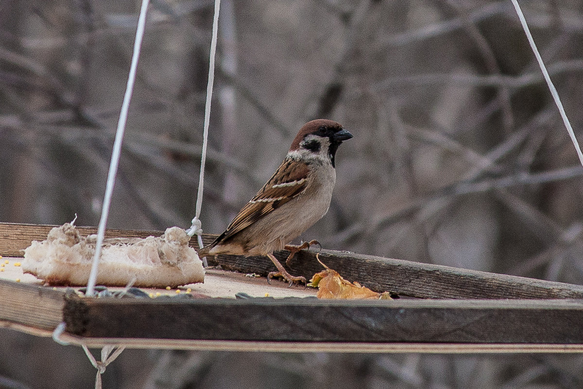 Passer montanus - Анатолий Мигов