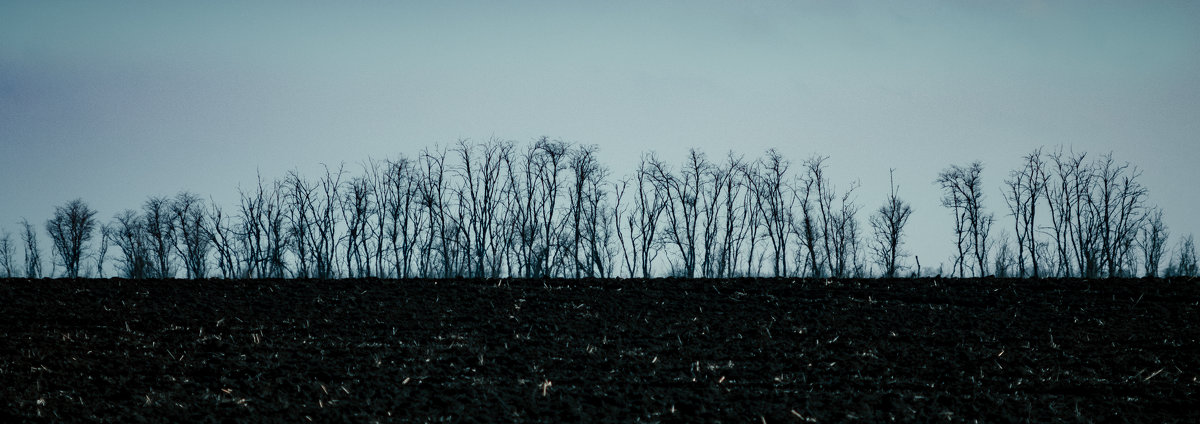 Одинокий ряд деревьев - Сергей Руденко