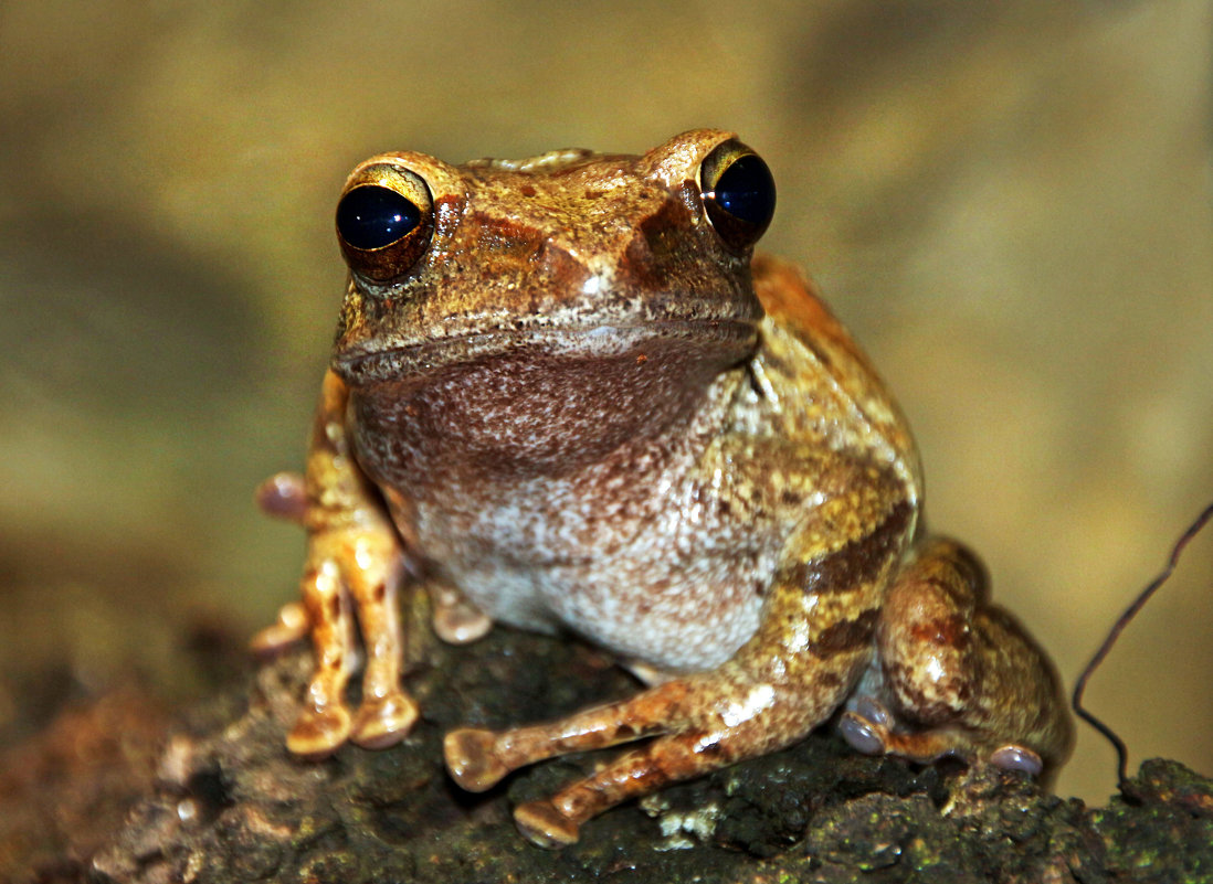 Бурая жаба Bufo guttata