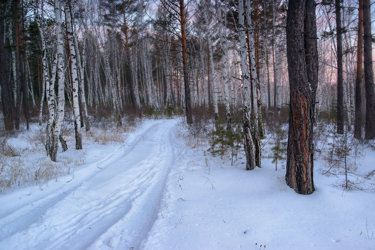 Февральское утро в лесу - Сергей Брагин