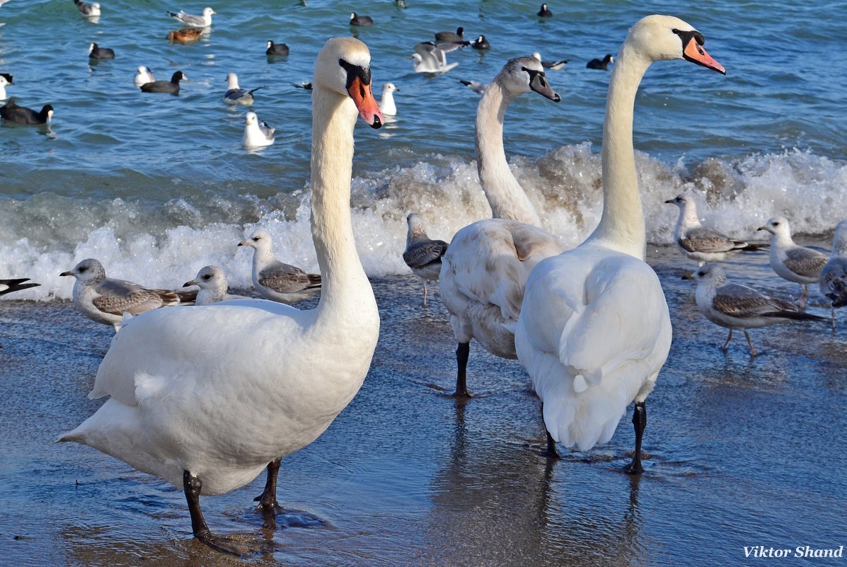 Лебеди на пляже - Виктор Шандыбин