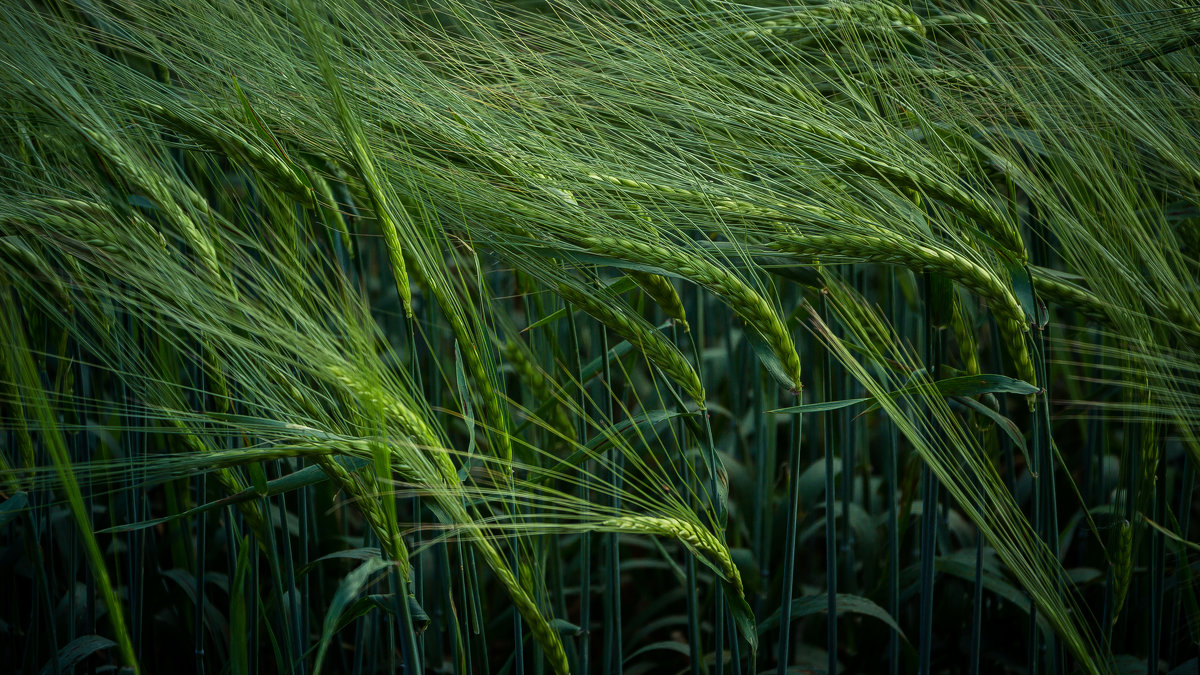 Пшеница - Юлия Егорова