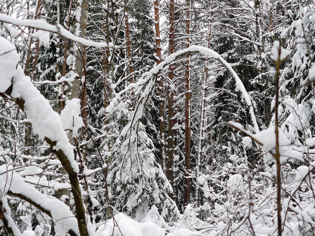 снег склонил молодое дерево - Александр Прокудин